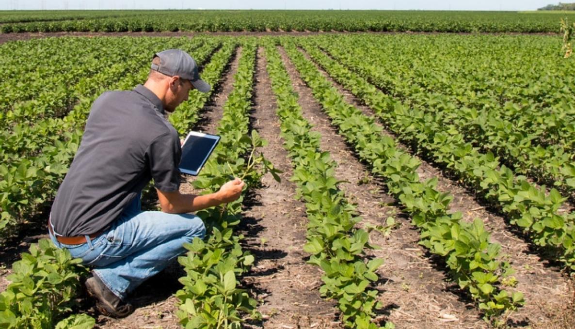 Image for agronomo-agronomi-tablet-campo-soia-agricoltura-digitale-497029784522c08949da6c.jpg